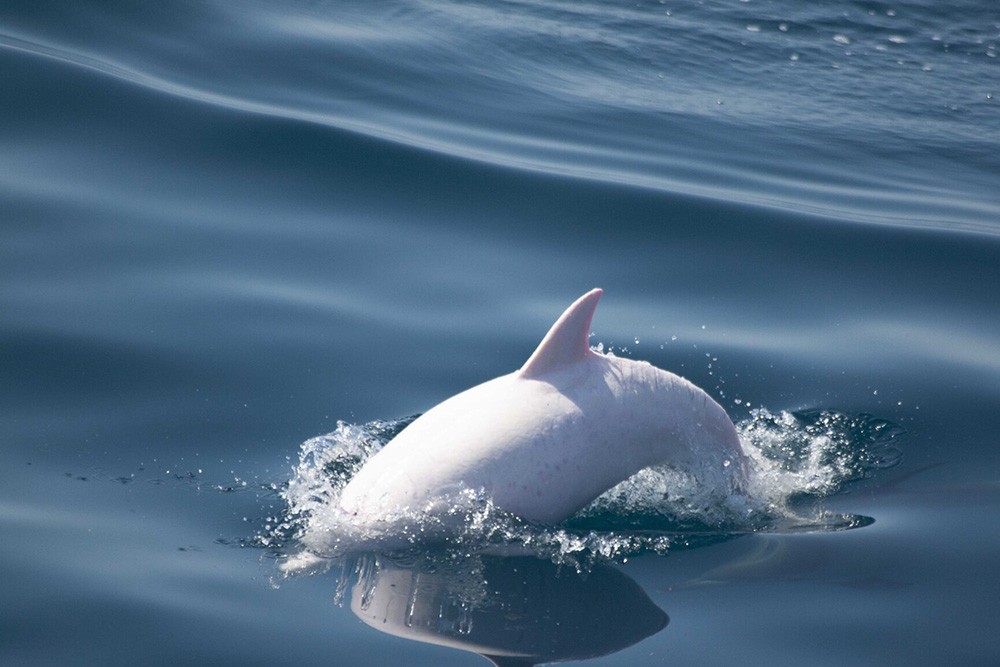 В  Чёрном  море  учёным  повстречался  редкий  дельфин-альбинос