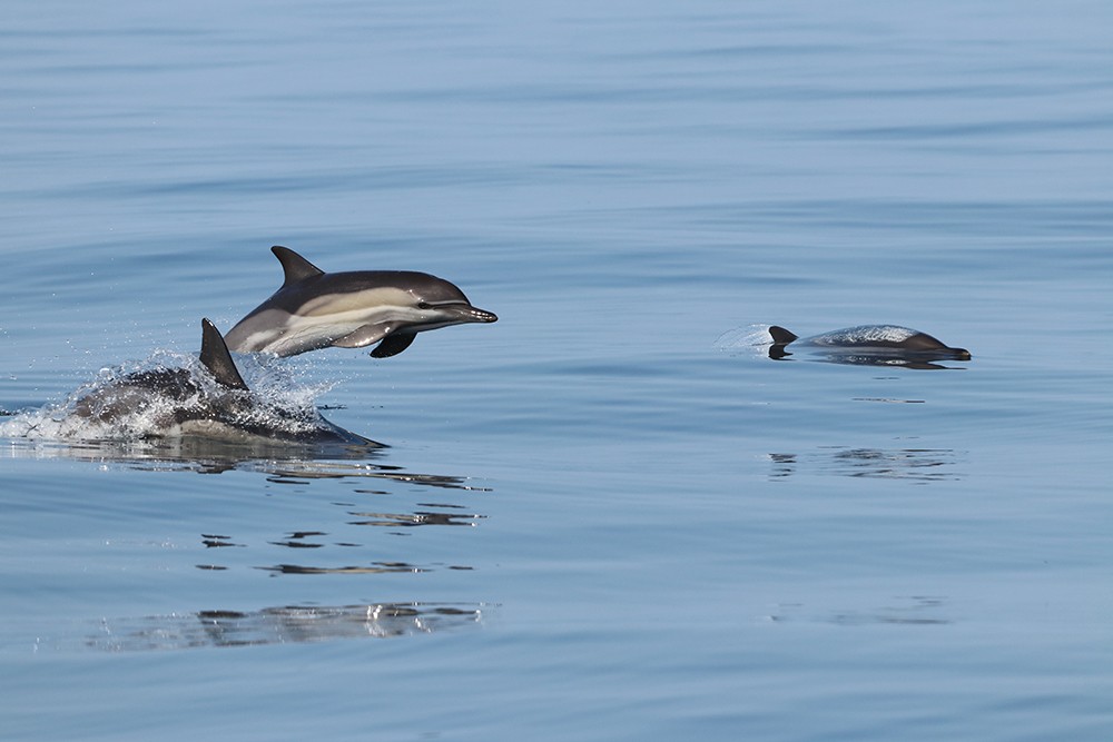 Смерть  афалины.  Что  убило  краснокнижного  дельфинёнка  Мирона?