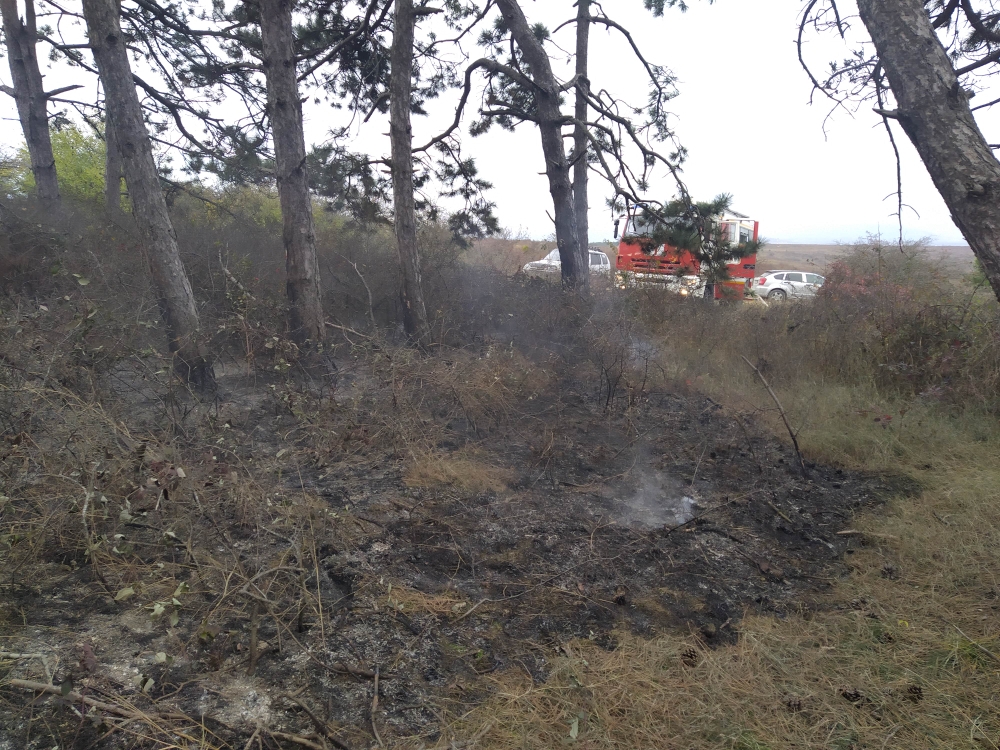Беспечные  горожане  устроили  пожар  в  лесу