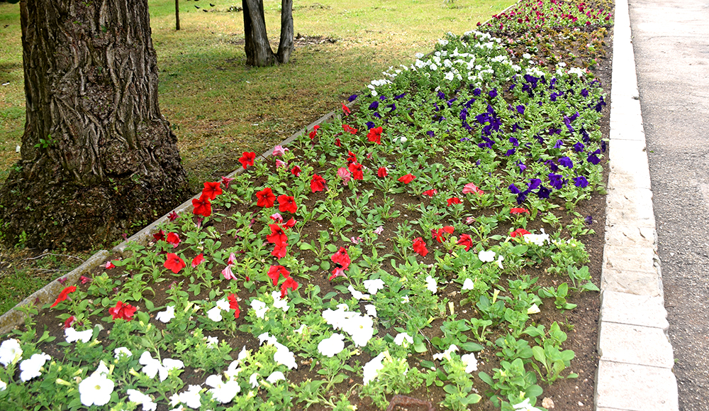 В  городе  высадили  более  6  тысяч  цветов-многолетников
