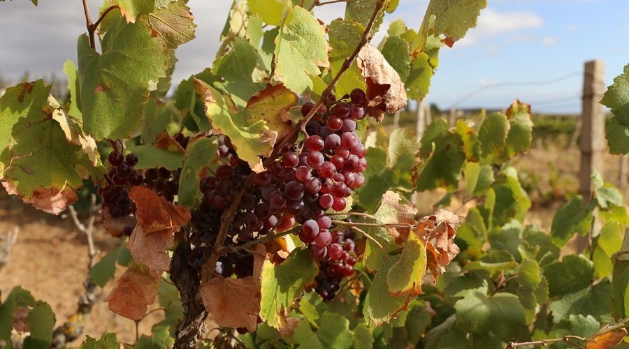 В  республике   планируют  собрать  рекордный  урожай  винограда