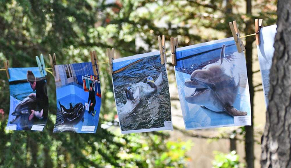 На Карадаге отметили Всемирный день китов и дельфинов